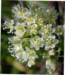 Image result for Cephalocroton