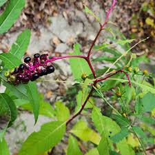 Image result for Phytolaccaceae