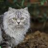 Schau dir unsere auswahl an siamesische katze an, um die tollsten einzigartigen oder spezialgefertigten, handgemachten stücke aus unseren shops zu finden. Https Encrypted Tbn0 Gstatic Com Images Q Tbn And9gcrh3tdd0lpcn1aaoso Mys6obgxwyoaeashkzkw7ggqocue1t8z Usqp Cau