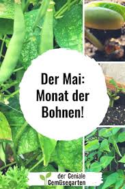 Hier siehst du, was wann in der schweiz reif ist und deshalb besonders gut schmeckt. Bohnen Sind Toll Im Beetkasten Hast Du Sie Noch Nie Selber Angebaut Lohnt Sich Der Versuch Und Jetzt Ist Die Zeit Reif Ihr Bohnen Bohnen Pflanzen Feuerbohne
