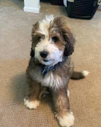 Though it's important to note, size of the puppy is often not known until after birth. Best Bernedoodle Breeders In Ohio Top 5 Picks 2021 We Love Doodles