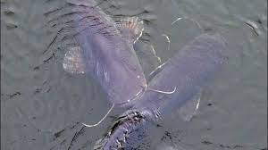 The effects of the nuclear disasterthere were many health effects that were short term and long term after the disaster. Radioactive Wels Catfish In The Cooling Pond Of Chernobyl Youtube