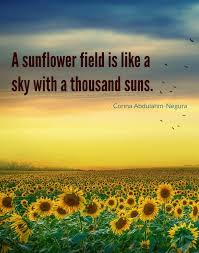 Sunflower Quotes 20 Best Sunflower Sayings With Images When you love nature and the beauty it provides through flowers, you'll want to see our pictures of sunflowers. sunflower quotes 20 best sunflower