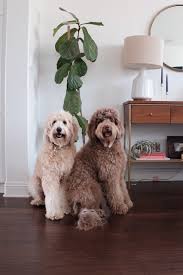 2021.07.15 nikkei style u22 『校長ブログ』に学校長の特集記事が掲載されました; Pet S Place Lessons Learned By Labradoodle Owners