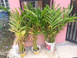 Check spelling or type a new query. Tips Cara Tanam Bunga Kantan Bukit Tapah Durian Orchard
