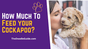 However, if your puppy is more than 6 months old, feeding it 2 times each day is recommended. How Much Food Does A Cockapoo Puppy Need The Doodle Guide