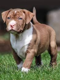 Xl bully in dogs & puppies for sale. Mvp Australia American Bullies Xl