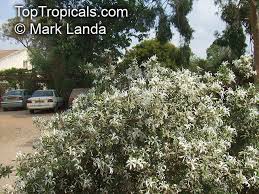 Image result for Turraea obtusifolia