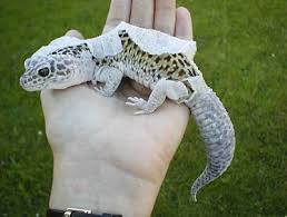We did not find results for: Why Does My Leopard Gecko Never Shed Its Skin