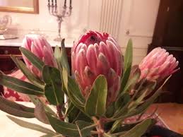 Image result for Protea rupestris