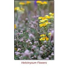 Image result for Helichrysum candolleanum