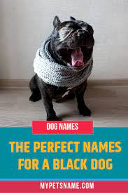 Pin On Our Dog