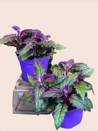 Image result for Gynura