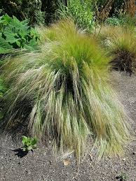 Image result for Aristida meridionalis