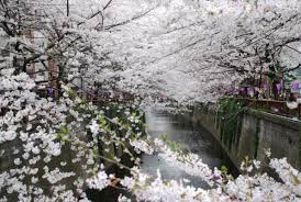 Check spelling or type a new query. Bunga Sakura Romantis 1920x1200 Wallpaper Teahub Io