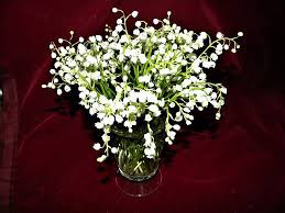 Oferta limitata cu livrare oriunde in romania. File Bucuresti Romania Un Buchet De Lacramioare Flori De Primavara Aprilie 2019 Jpg Wikimedia Commons