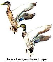 U S Fish Wildlife Service Migratory Bird Program