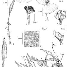 Image result for Dielsiothamnus divaricatus