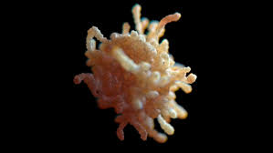 Pin On 3d Cells