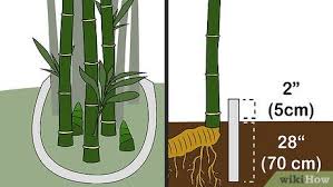 To do this, dig a trench at least 18 inches deep between the bamboo you wish to keep and the bamboo you want rid of. Comment Eliminer Les Bambous Bamboo Barrier Bamboo Plants Bamboo
