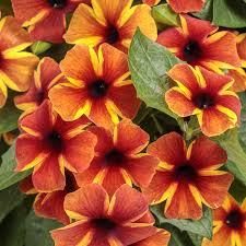 Image result for Thunbergia dregeana