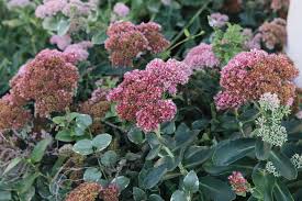 Mature size is 2 ft height. Autumn Joy Stonecrop Plant Care Growing Guide