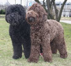 Different hair types require different care, so to provide the best care possible for your dog, you must first determine what type of coat he has. Barbet Meaning And Definition