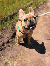 Rescue centres in tier 4 can be open for the rescue to rehome as long as it is done remotely through the animal being dropped off outside the person's house. The 11 Best French Bulldog Rescue And Adoption Centers French Bulldog 101