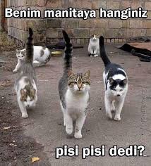 Krize Sokan Kedi Capsleri Kizlarsoruyor Kedi Evcil Hayvanlar Hayvanlar