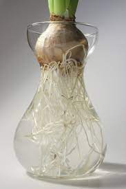 Study to be a doctor in your country. Growing Bulbs In Water Tips On Forcing Bulbs Indoors In Water