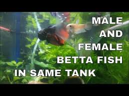 This is what many fish keepers call a betta sorority. Betta Fish Care How To Keep A Male And Female Betta Together In The Same Tank