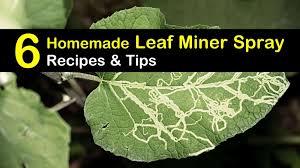 Use neem oil for vegetables, herbs, roses and other. 6 Easy To Make Leaf Miner Spray Recipes