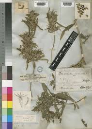 Image result for Pogonospermum ciliatum