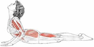 Bhujangasana Yogaanatomy Net Yoga Muscles Yoga Anatomy Yoga Benefits