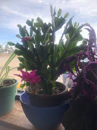 If you have a christmas cactus that seems a bit too eager to bloom every year, well, you might not have a christmas cactus at all. Apparently I May Have Needed A Pick Me Up Causing The Christmas Cactus To Bloom Again Or She S Decided December Wasn T Enough Time To Show Off And A March Bloom Was Needed