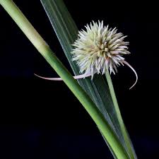 Image result for Rhynchospora brevirostris