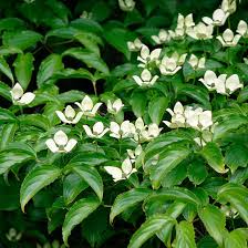 Image result for Cornus