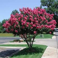 Maybe you would like to learn more about one of these? Epingle Sur Jardin