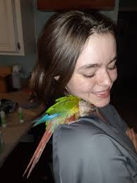 Lost green conure bird in Walton, KY
