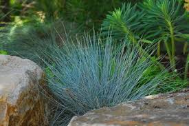 Mediterranean Landscape By Astrid Gaiser Garden Design Llc Blue Fescue Ornamental Grasses Mediterranean Landscaping