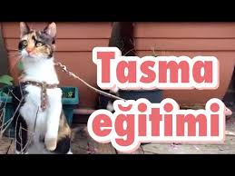 Kediler Tasma Ile Dolasiyor Eglenceli Kedi Videolari Youtube