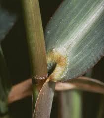 Image result for Echinochloa ugandensis