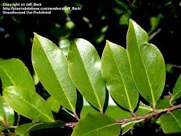 I must admit i was a little reluctant to place this order since i had never heard of the company or seen the product. Plantfiles Pictures Carolina Cherry Laurel Prunus Caroliniana By Jeff Beck