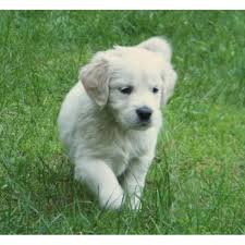 Ciarfella S Labs Goldens Golden Retriever Breeder In Center Ossipee New Hampshire