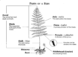 Plant Morphology Diagram Google Search Ferns Fern Plant Types Of Ferns