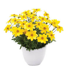 Image result for Bidens kirkii