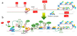 Ink sans x error sans compliationtehrogue. Ijms Free Full Text Replication Stress At Telomeric And Mitochondrial Dna Common Origins And Consequences On Ageing Html