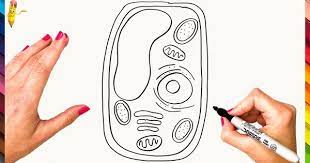 Maybe you would like to learn more about one of these? How To Draw A Plant Cell Step By Step Plant Cell Drawing Easy In 2021 Plant Cell Drawing Plant Cell Easy Drawings