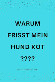 5 Grunde Warum Hunde Kot Fressen Meinhund24 Hunde Gesunde Hunde Hundegesundheit