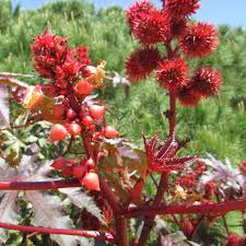 Image result for Ricinus